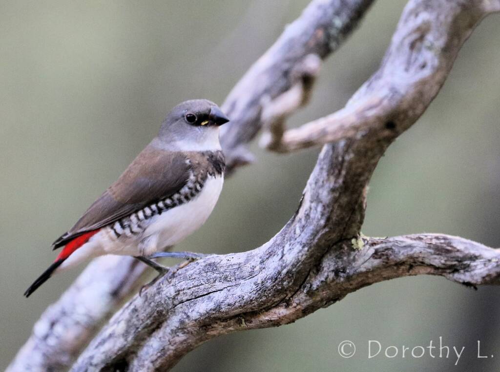 Diamond Firetail (Stagonopleura guttata)
