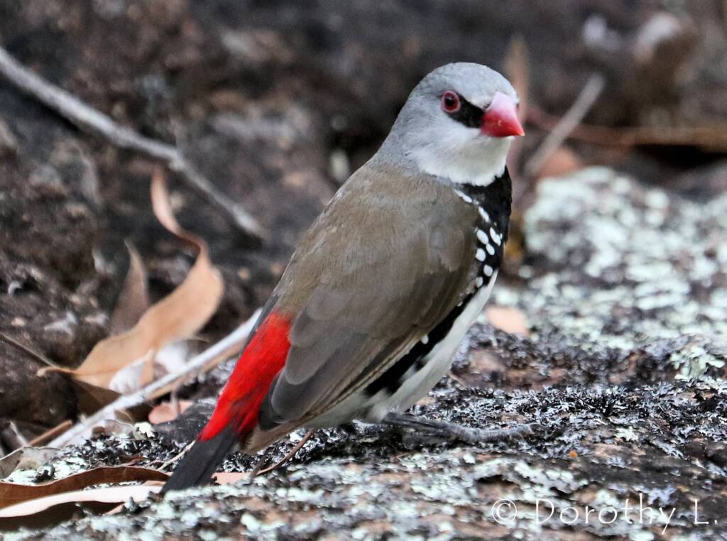Diamond Firetail (Stagonopleura guttata)