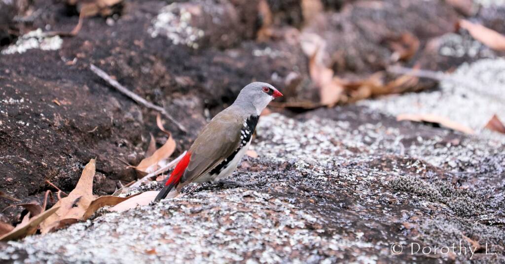 Diamond Firetail (Stagonopleura guttata)