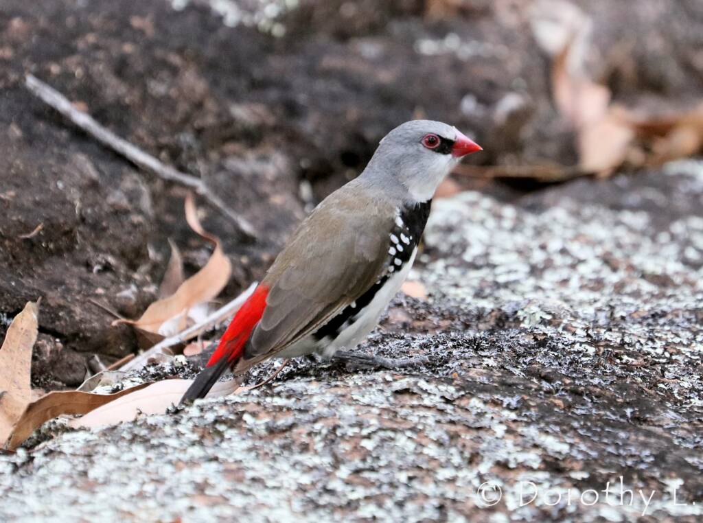 Diamond Firetail (Stagonopleura guttata)