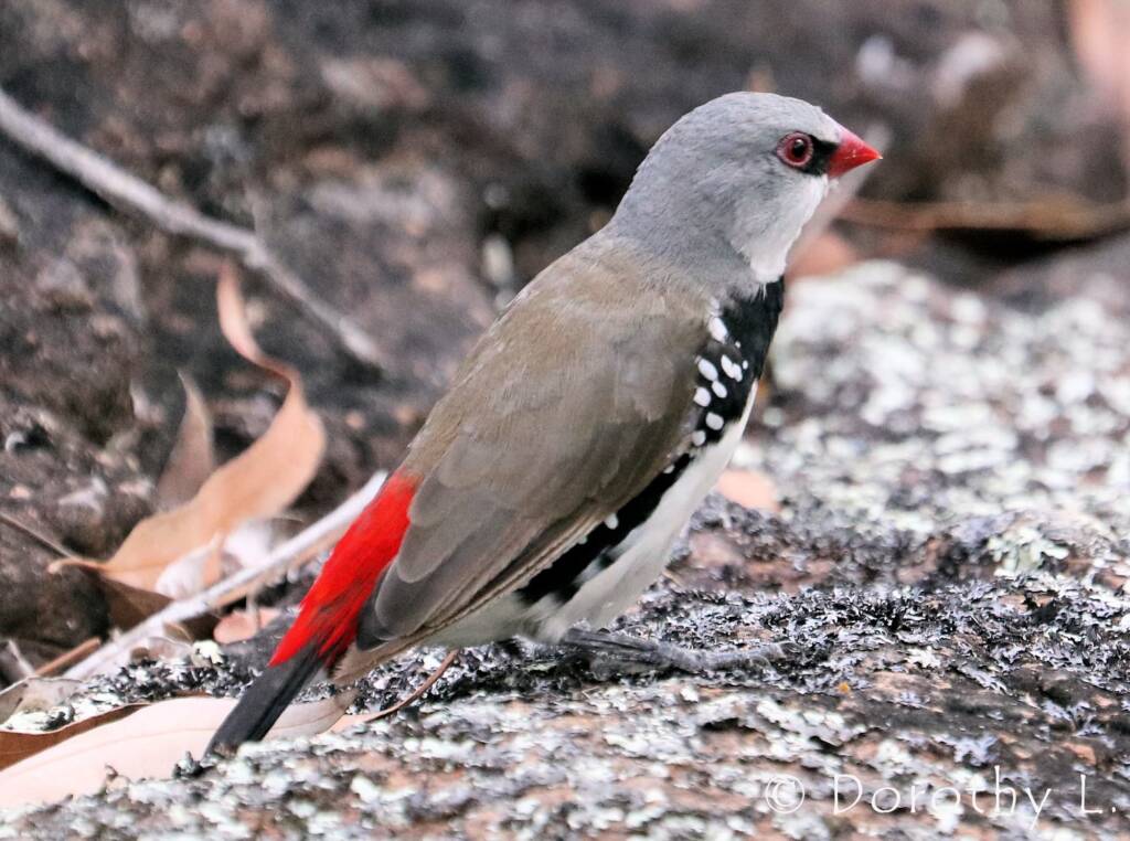 Diamond Firetail (Stagonopleura guttata)