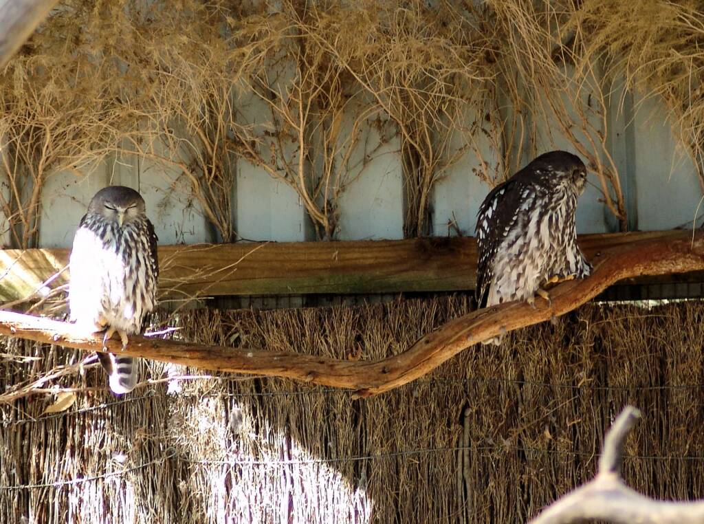 Eastern Grass Owls, Kyabram Fauna Park, VIC