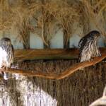 Eastern Grass Owls, Kyabram Fauna Park, VIC