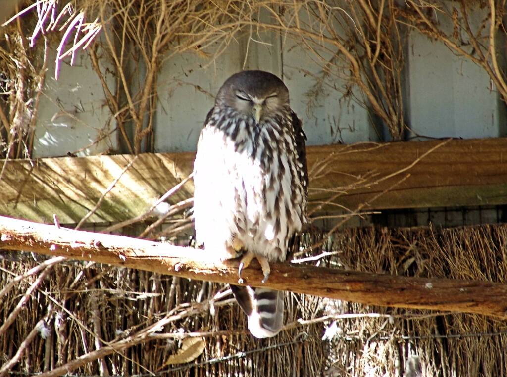 Eastern Grass Owl, Kyabram Fauna Park, VIC