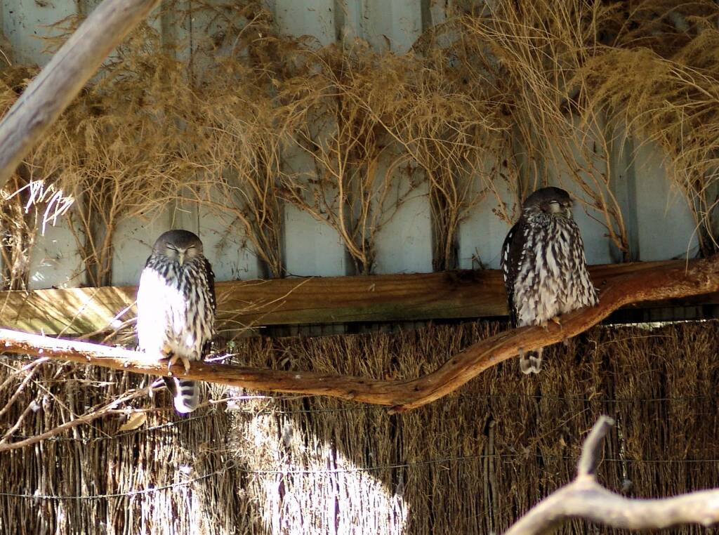 Eastern Grass Owl, Kyabram Fauna Park, VIC
