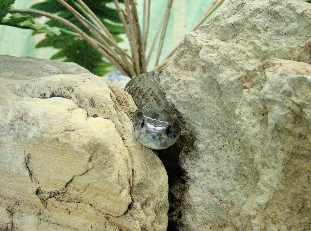 Eastern Tiger Snake, Kyabram Fauna Park, VIC