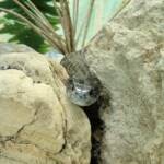 Eastern Tiger Snake, Kyabram Fauna Park, VIC