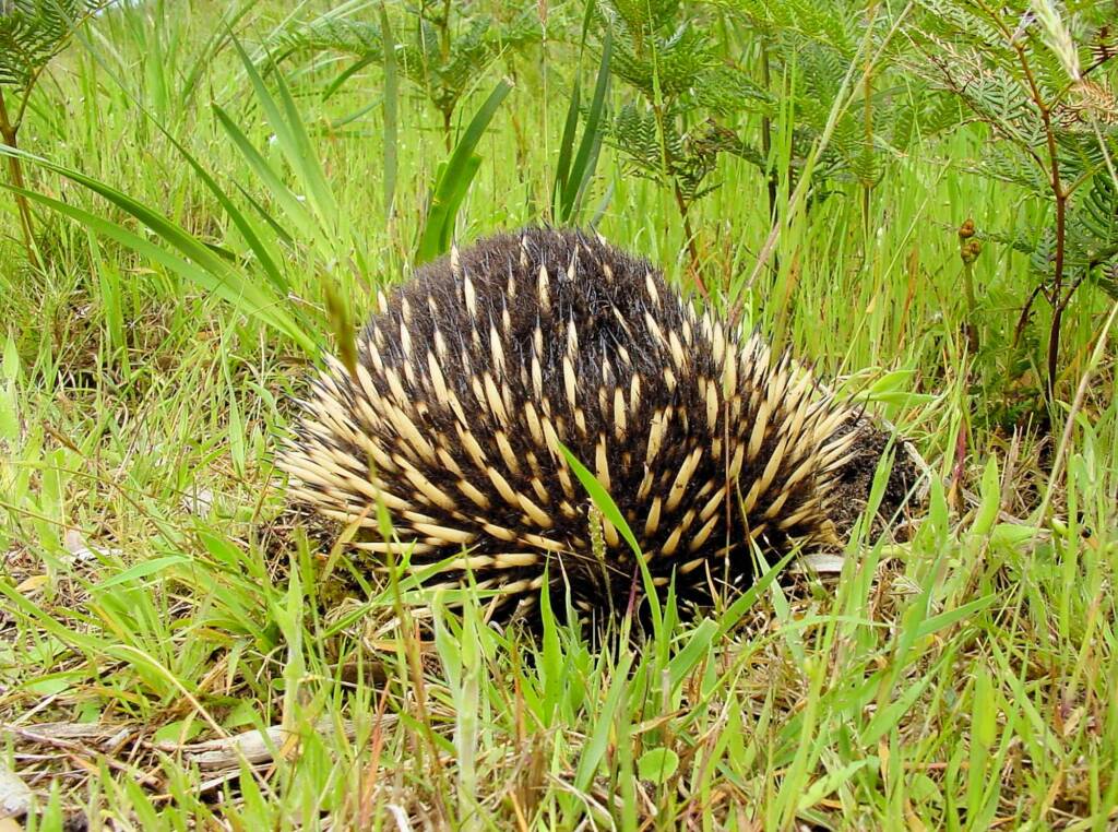 Short-beaked Echidna (Tachyglossus aculeatus), Ninety Mile Beach, Gippsland Lakes Coastal Park, VIC
