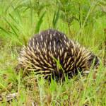 Short-beaked Echidna (Tachyglossus aculeatus), Ninety Mile Beach, Gippsland Lakes Coastal Park, VIC