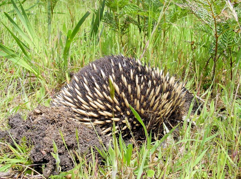 Short-beaked Echidna (Tachyglossus aculeatus), Ninety Mile Beach, Gippsland Lakes Coastal Park, VIC