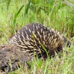 Short-beaked Echidna (Tachyglossus aculeatus), Ninety Mile Beach, Gippsland Lakes Coastal Park, VIC