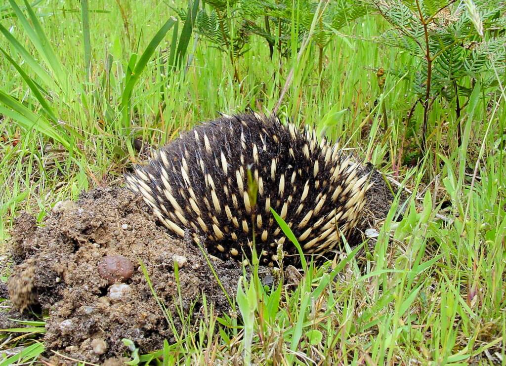 Short-beaked Echidna (Tachyglossus aculeatus), Ninety Mile Beach, Gippsland Lakes Coastal Park, VIC