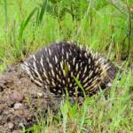 Short-beaked Echidna (Tachyglossus aculeatus), Ninety Mile Beach, Gippsland Lakes Coastal Park, VIC