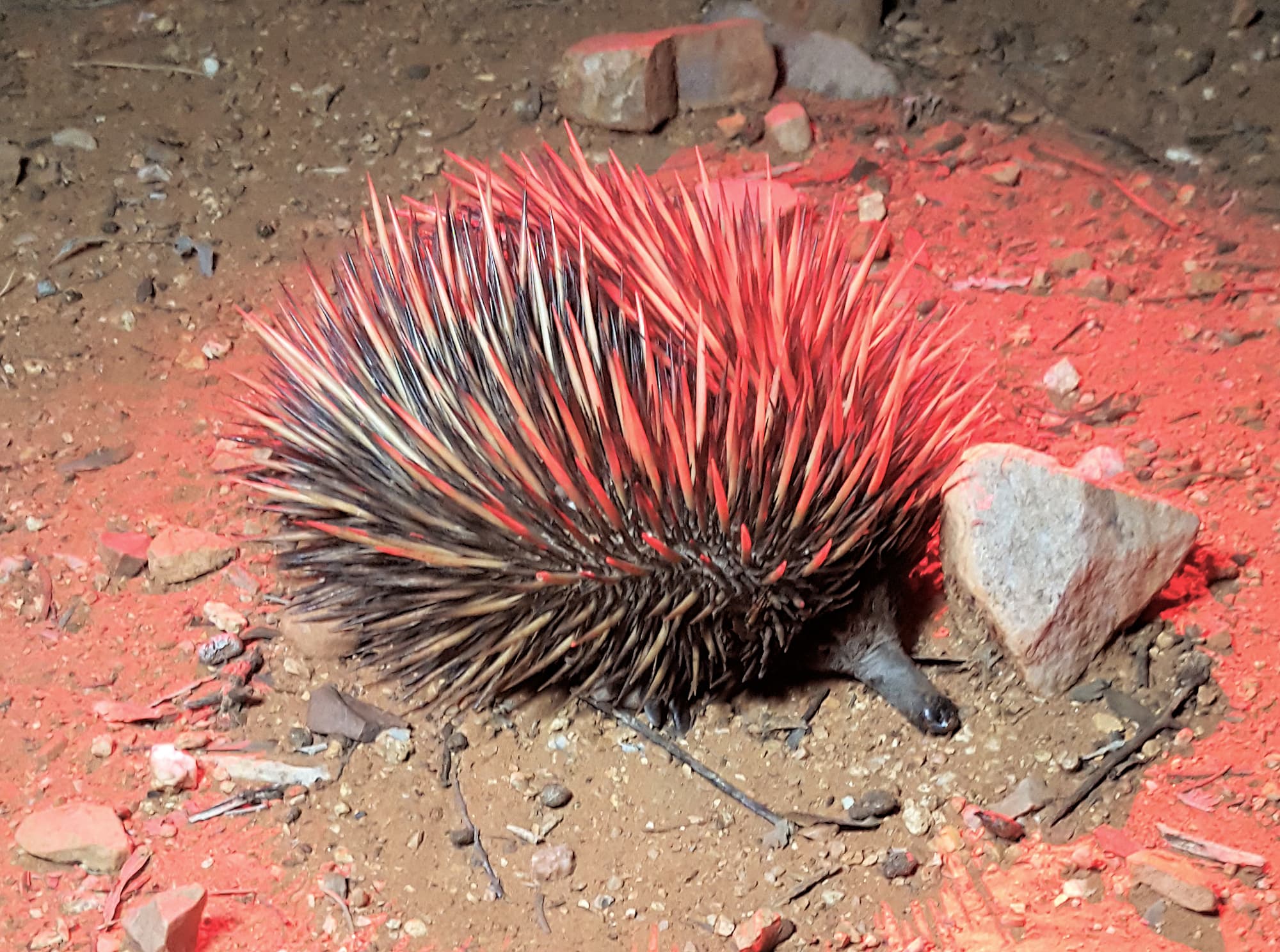 Get the point… Echidna