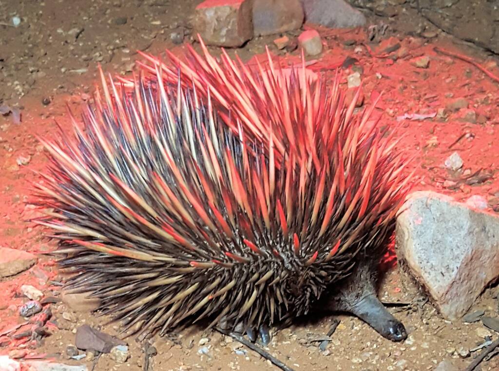 Short-beaked Echidna on the Alice Springs Desert Park Nocturnal Tour