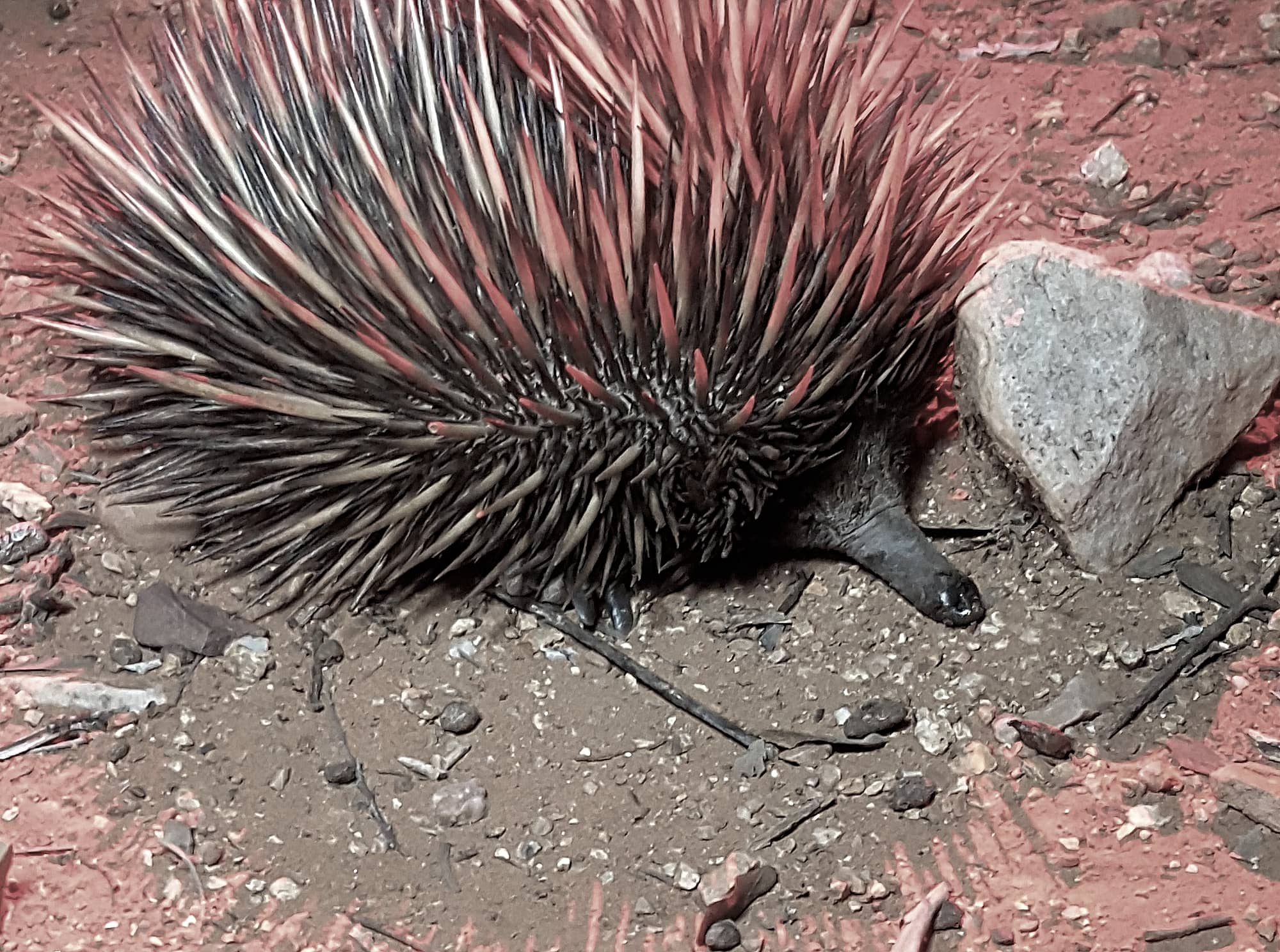 Short-beaked Echidna on the Alice Springs Desert Park Nocturnal Tour
