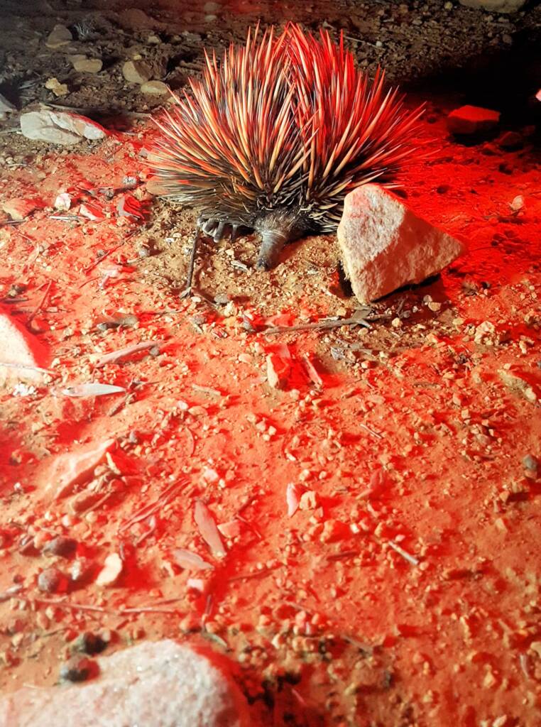 Short-beaked Echidna on the Alice Springs Desert Park Nocturnal Tour