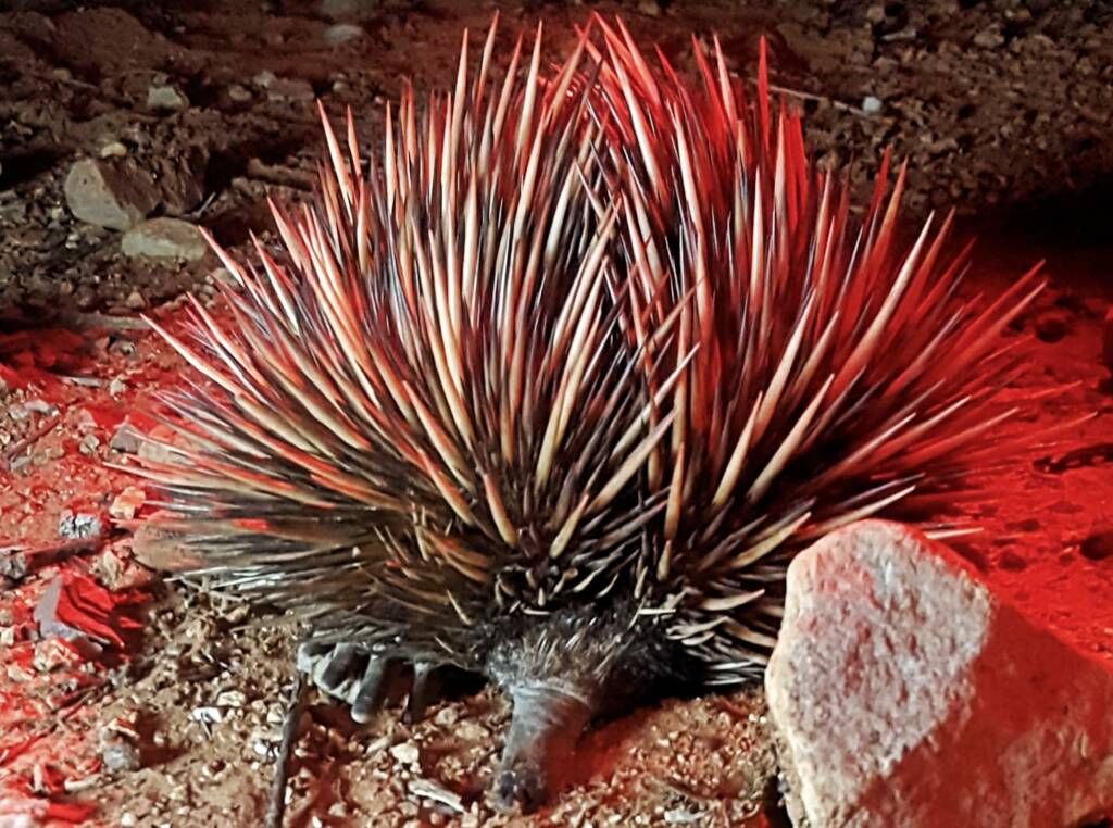 Short-beaked Echidna on the Alice Springs Desert Park Nocturnal Tour