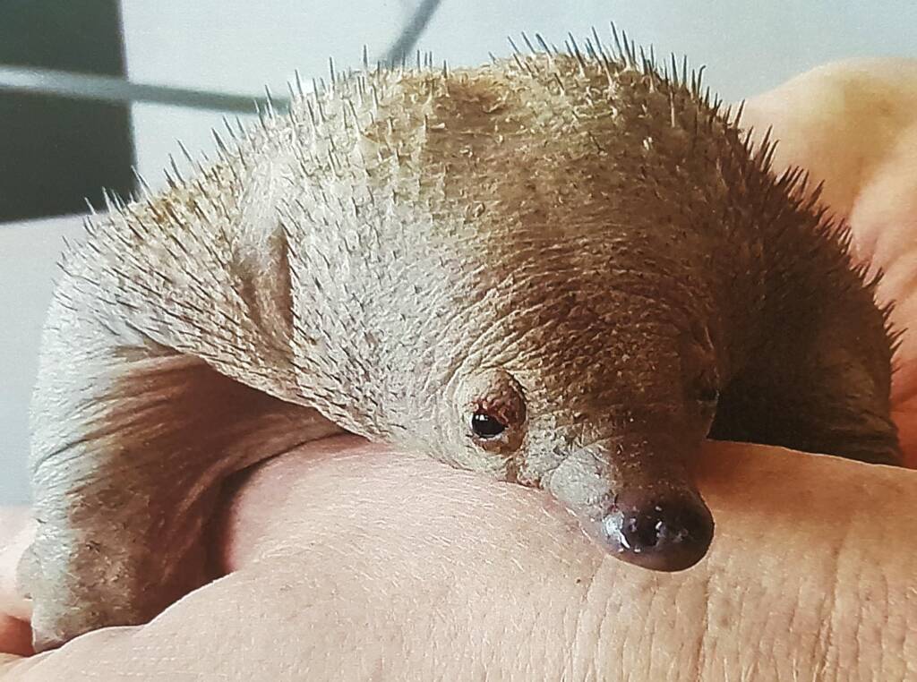 Puggle - Juvenile Short-beaked Echidna (Tachyglossus aculeatus)