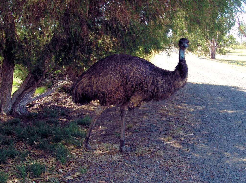 Emu, Kyabram Fauna Park, VIC