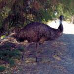 Emu, Kyabram Fauna Park, VIC