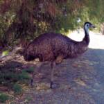 Emu, Kyabram Fauna Park, VIC
