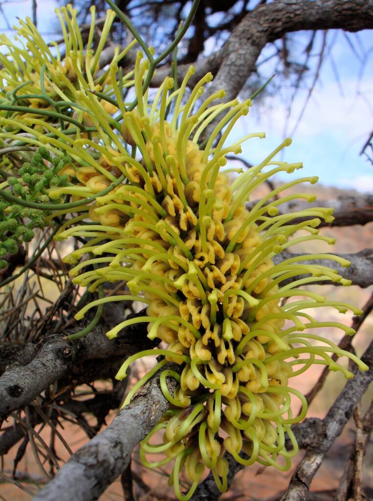 Fork-leaved Corkwood (Hakea divaricata)