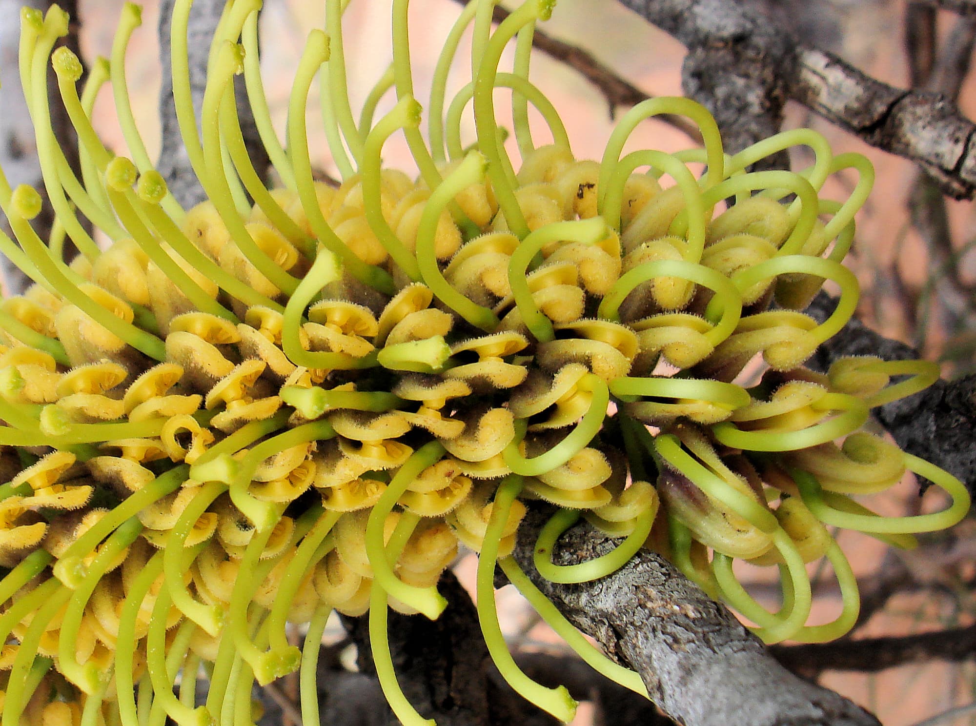 Fork-leaved Corkwood (Hakea divaricata)