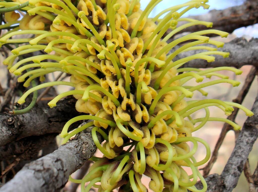 Fork-leaved Corkwood (Hakea divaricata)