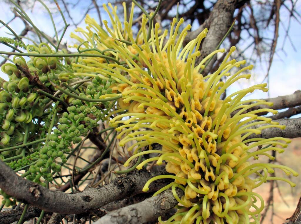 Fork-leaved Corkwood (Hakea divaricata)