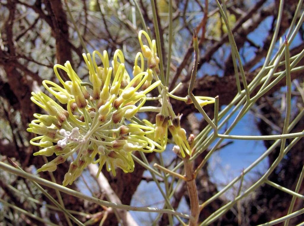 Fork-leaved Corkwood (Hakea divaricata)