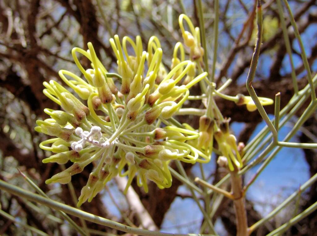Fork-leaved Corkwood (Hakea divaricata)