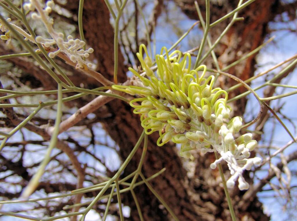 Fork-leaved Corkwood (Hakea divaricata)