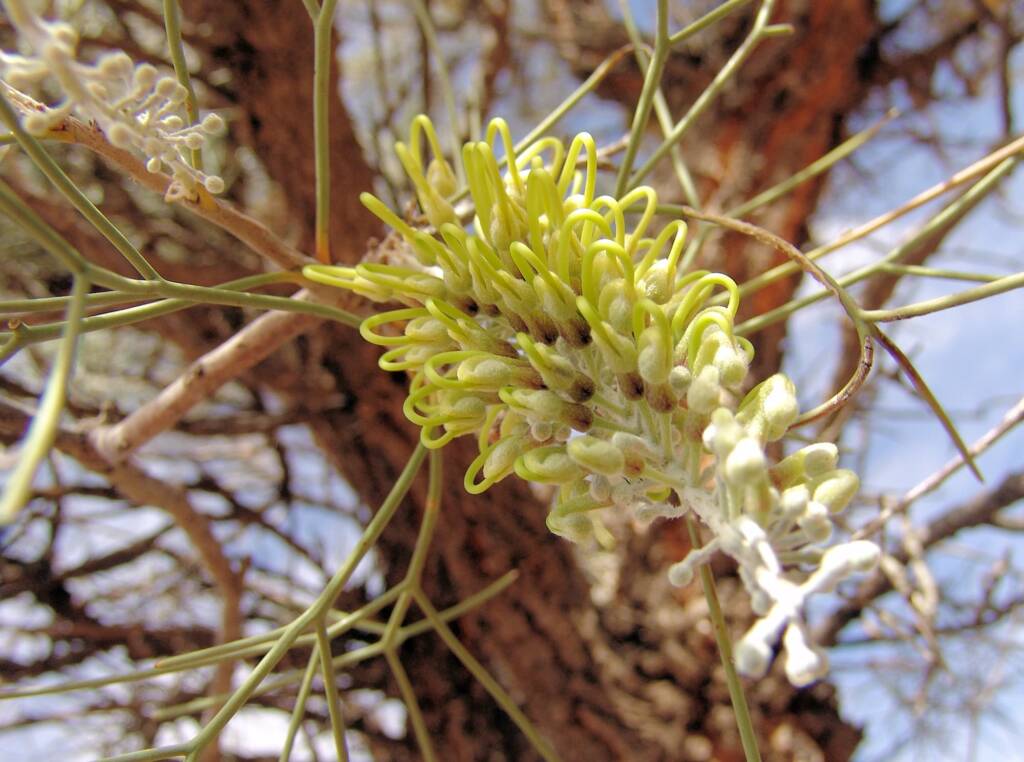 Fork-leaved Corkwood (Hakea divaricata)