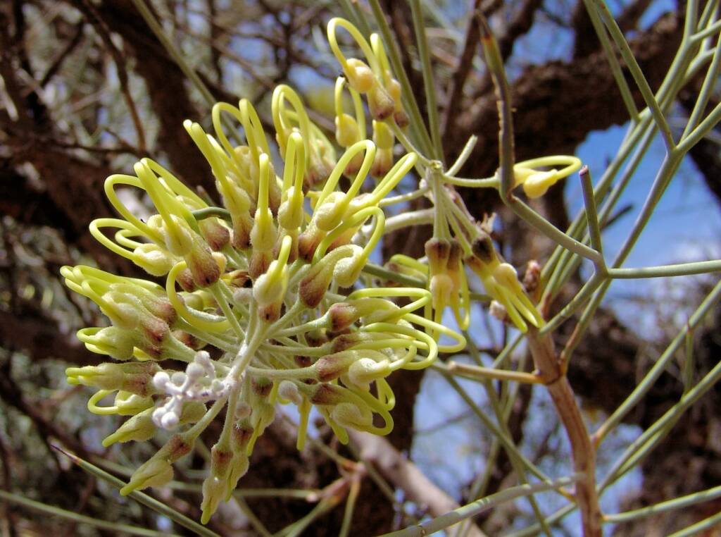 Fork-leaved Corkwood (Hakea divaricata)