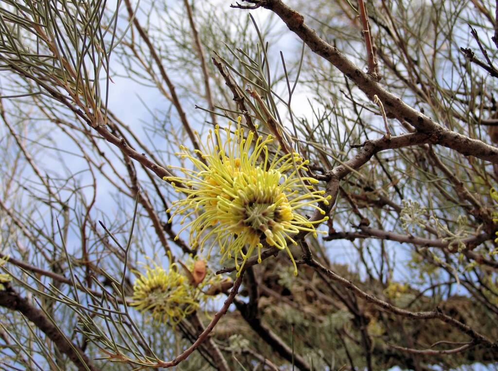 Fork-leaved Corkwood (Hakea divaricata)