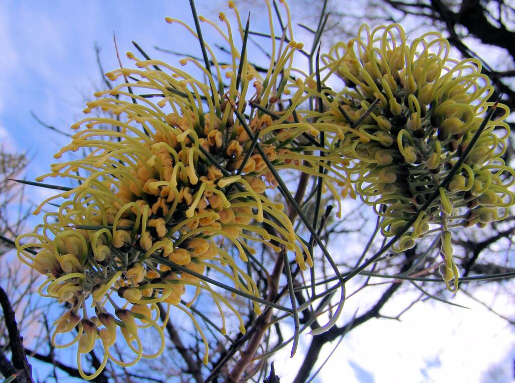 Fork-leaved Corkwood (Hakea divaricata)