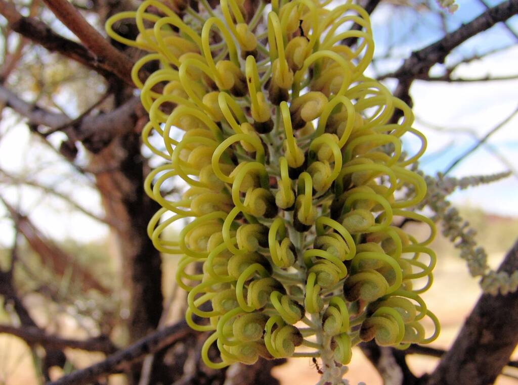 Fork-leaved Corkwood (Hakea divaricata)
