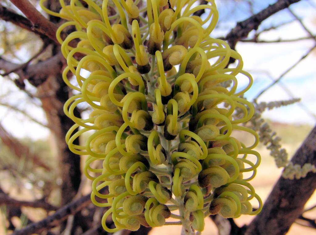 Fork-leaved Corkwood (Hakea divaricata)