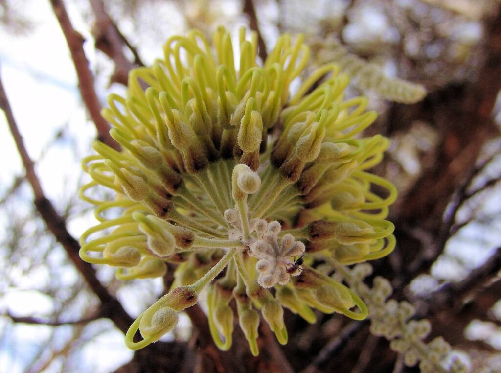 Fork-leaved Corkwood (Hakea divaricata)
