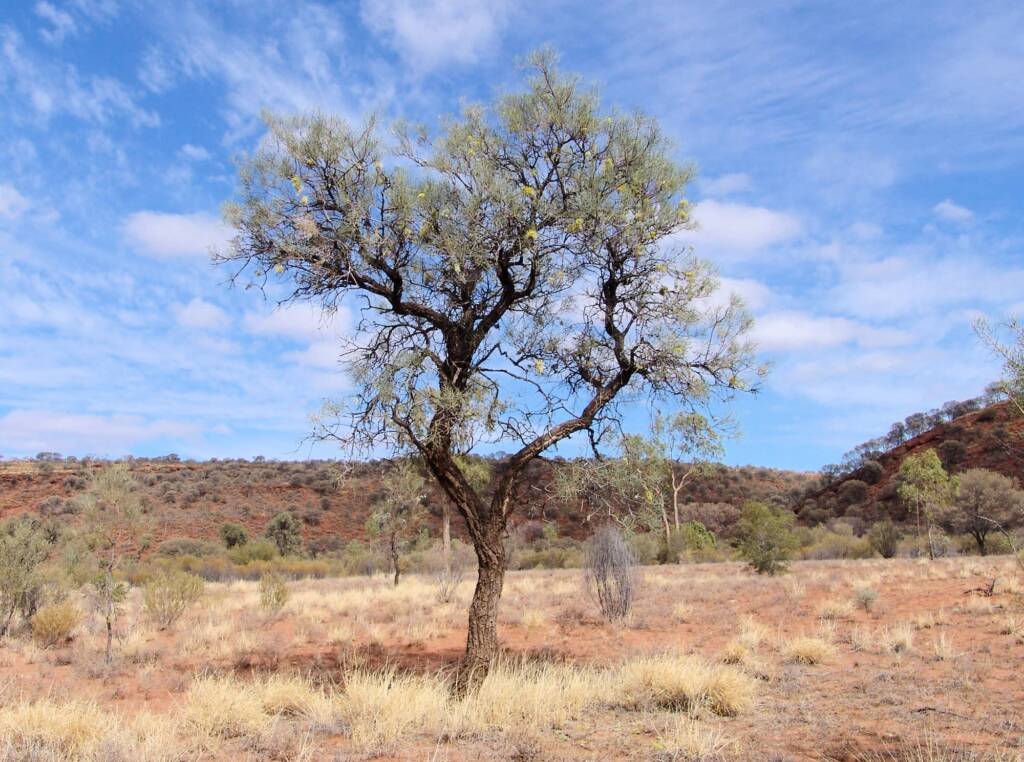 Fork-leaved Corkwood (Hakea divaricata)
