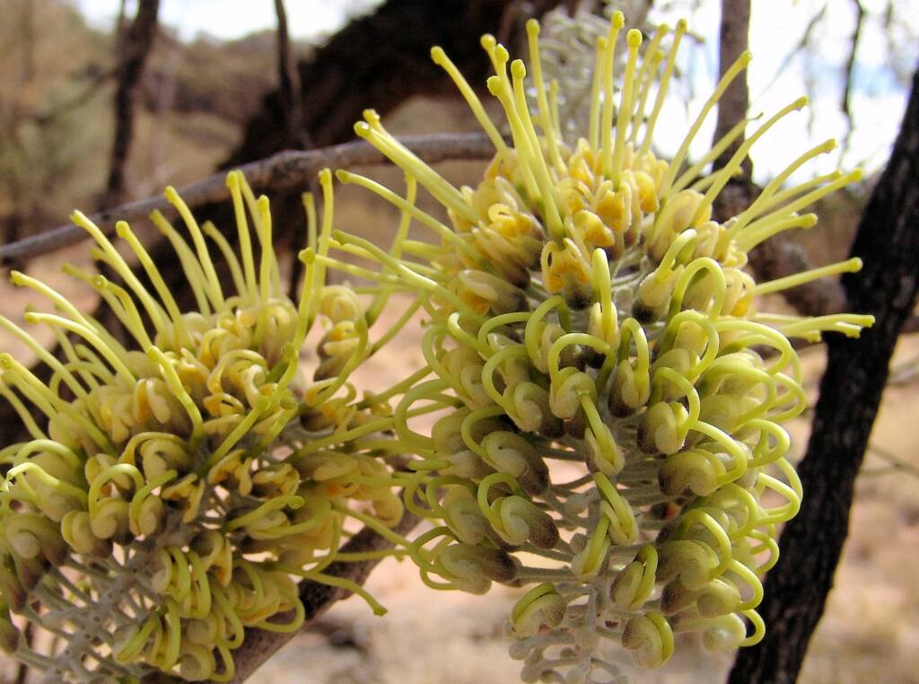 Fork-leaved Corkwood (Hakea divaricata)