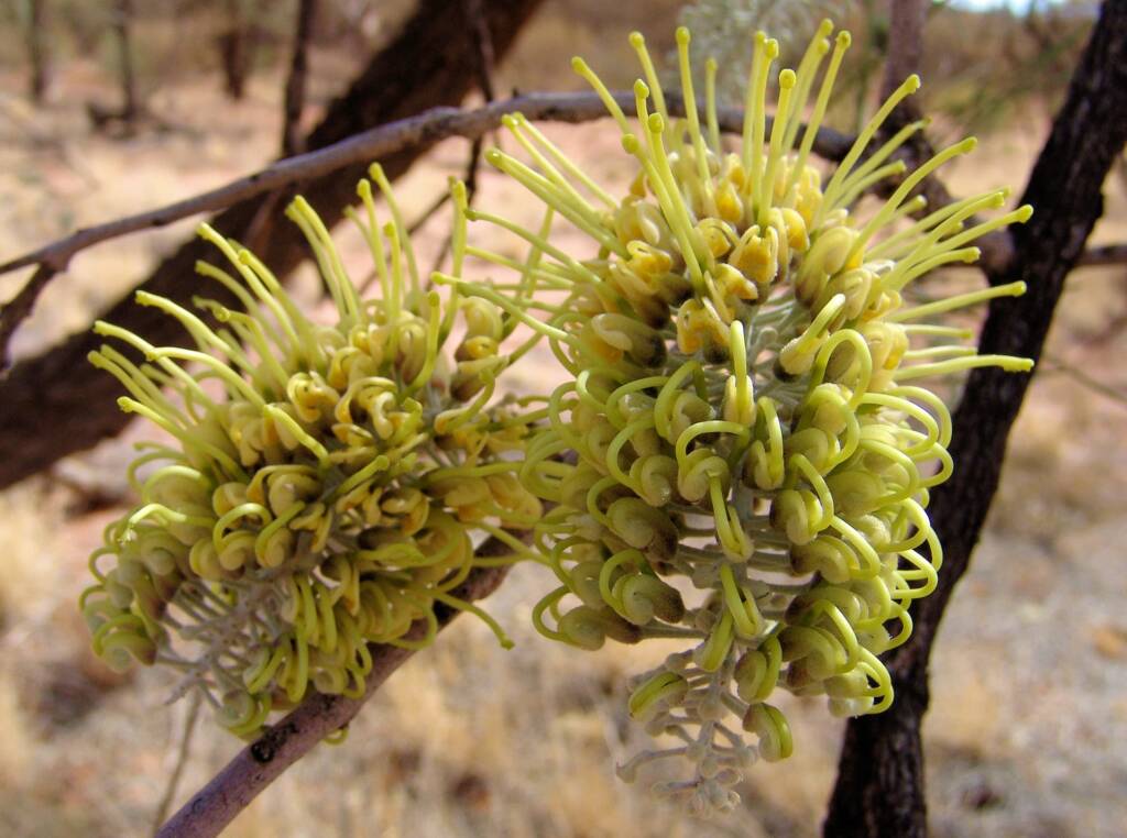 Fork-leaved Corkwood (Hakea divaricata)