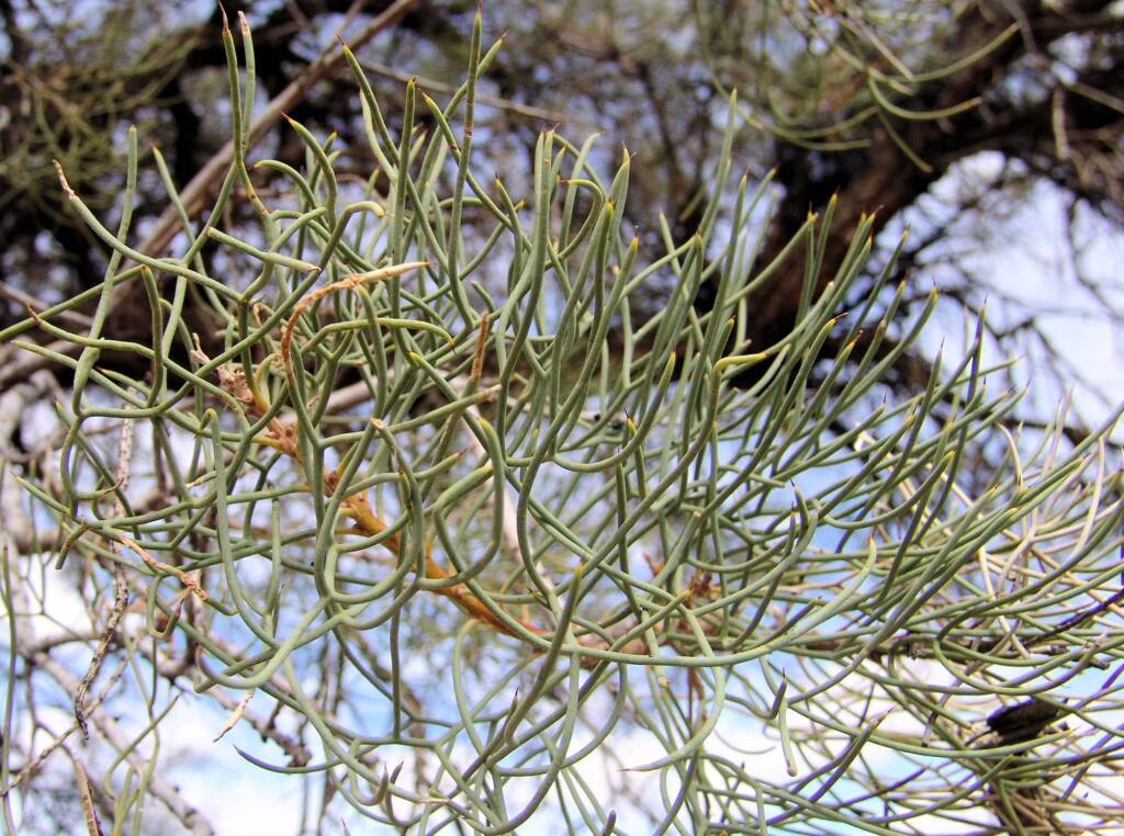 Fork-leaved Corkwood (Hakea divaricata)