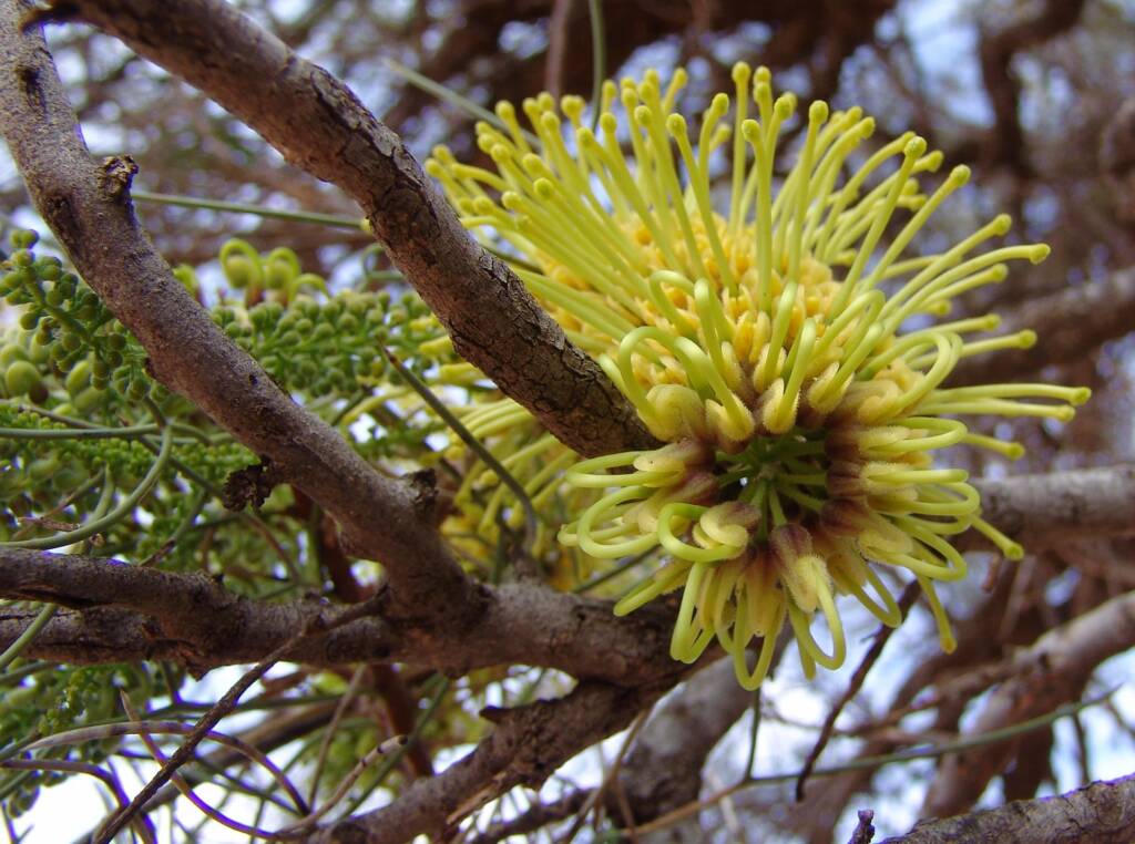 Fork-leaved Corkwood (Hakea divaricata)