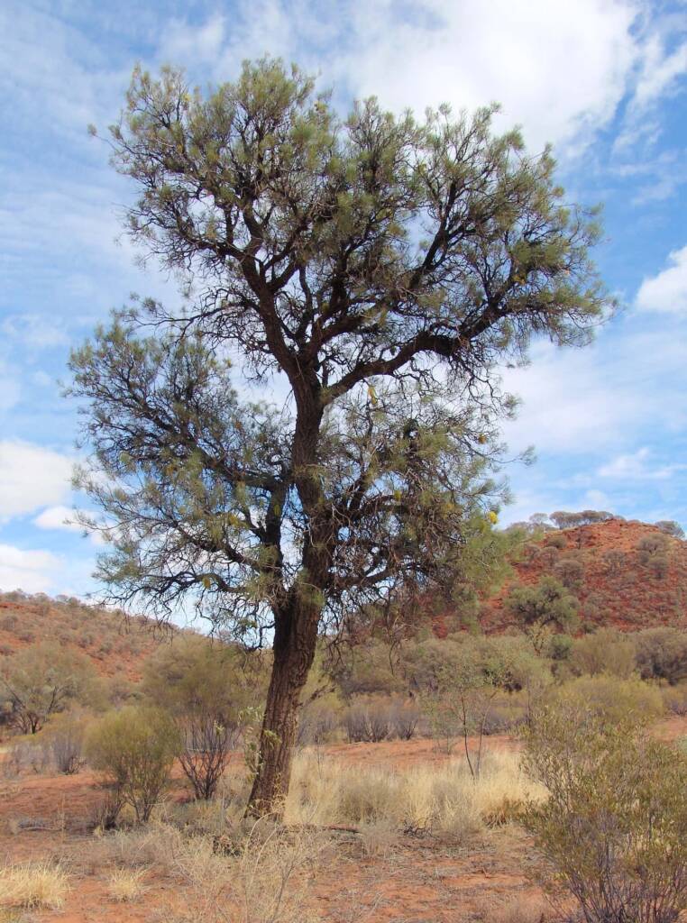 Fork-leaved Corkwood (Hakea divaricata)