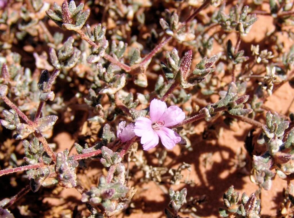 Sea heath (Frankenia cordata)