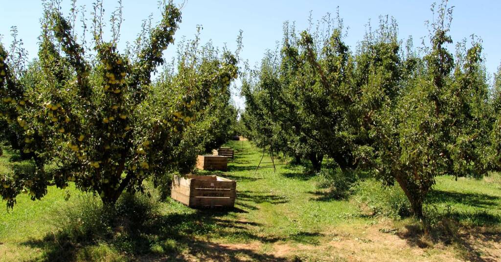 Fruit picking in the Goulburn Valley, VIC