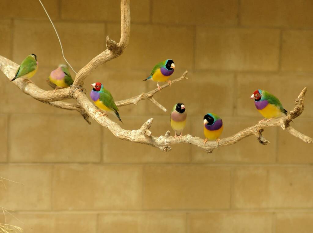 Gouldian Finches, Kyabram Fauna Park, VIC