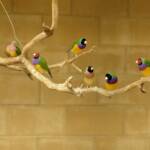 Gouldian Finches, Kyabram Fauna Park, VIC